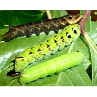 Elephant Hawk elpenor 15 eggs or 10 larvae, according to availability. Elephant Hawk elpenor 15 eggs or 10 larvae, according to availability.